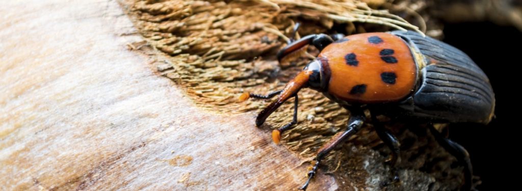 Red palm weevil